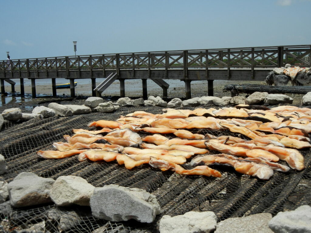 Caracoles marinos secándose al sol