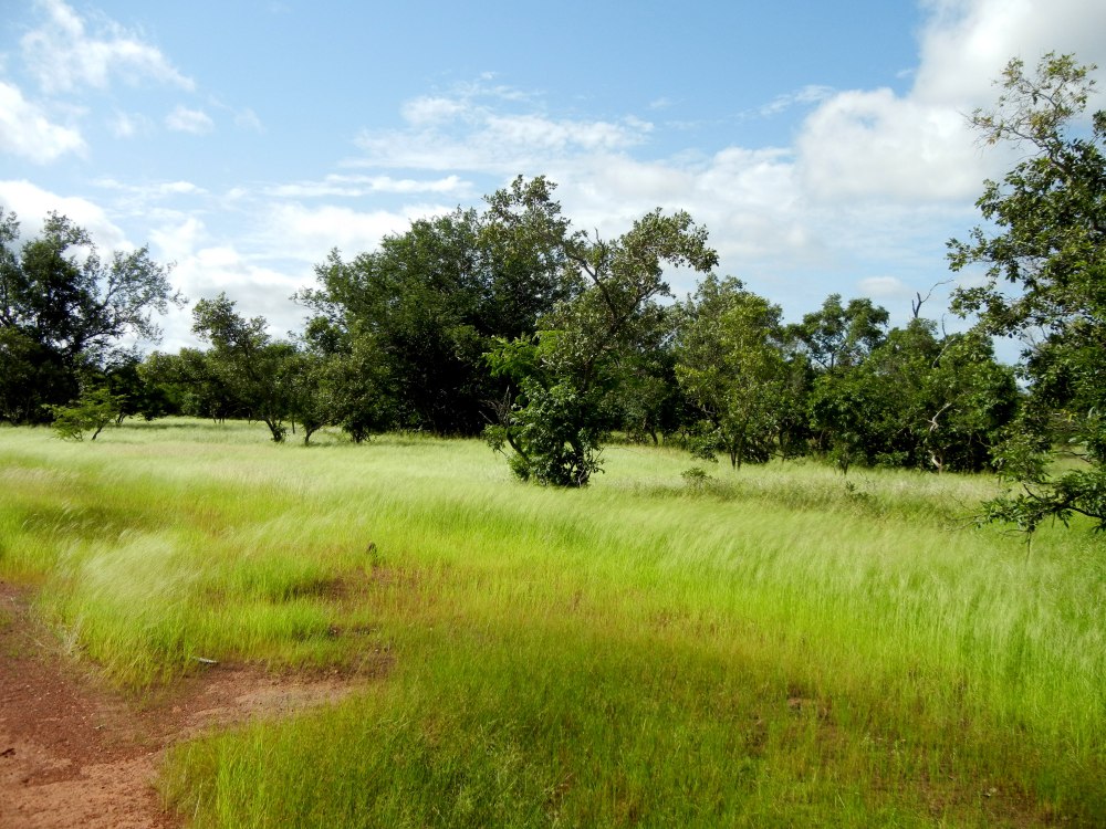 El parque nacional Niokolo Koba